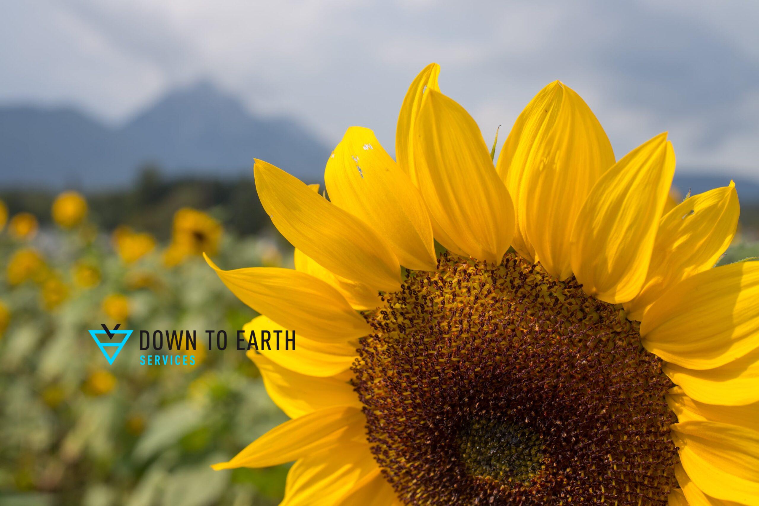 blooming sunflower in Kansas